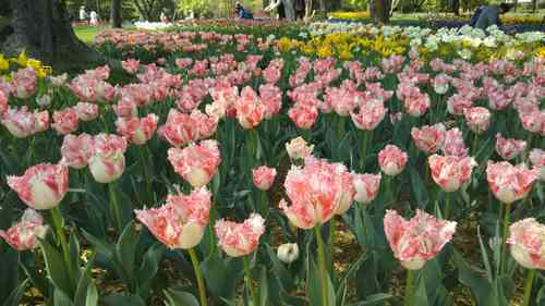 国営昭和記念公園  チューリップが満開です