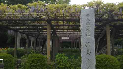 拝島公園 拝島のフジ