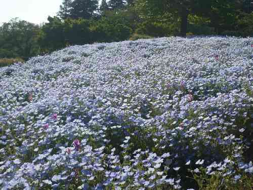 立川市 ネモフィラの花畑