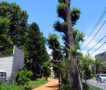 立川の公園・江の島公園