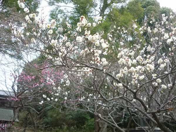 平成31年 谷保天満宮の節分