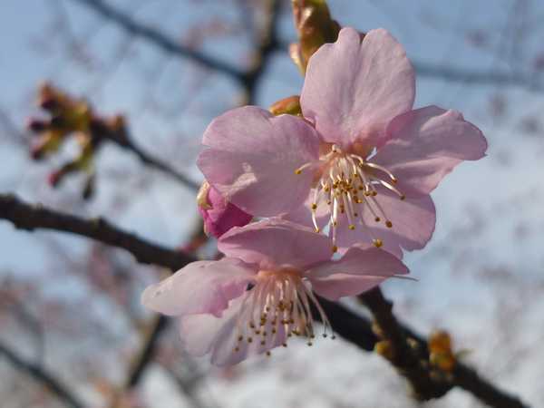 立川市 河津桜がチラホラ