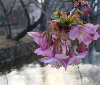 立川を歩く・玉川上水沿いの桜 柏町から砂川町、上砂町へ