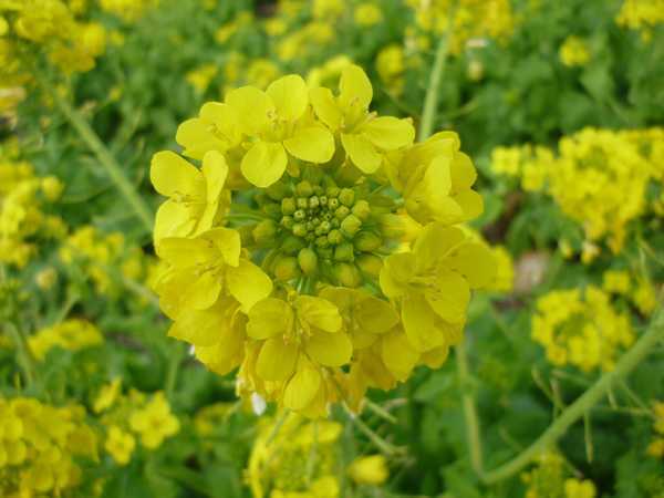 菜の花ガーデン武蔵村山