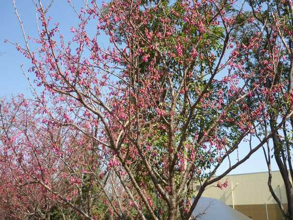 昭島市 エコパークの桜