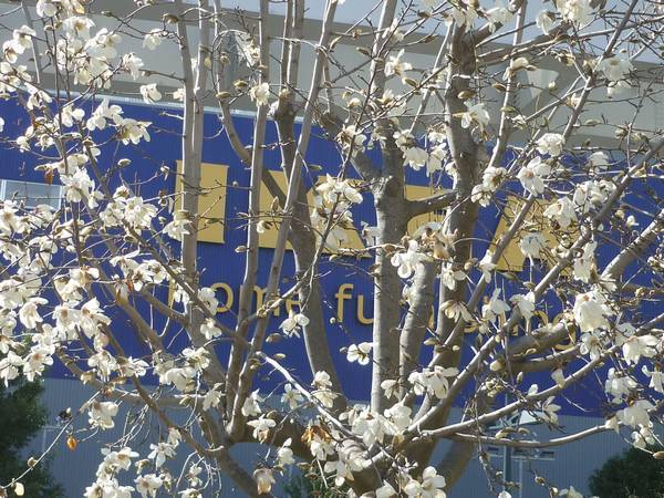 立川市の花 こぶしも咲き始めました。