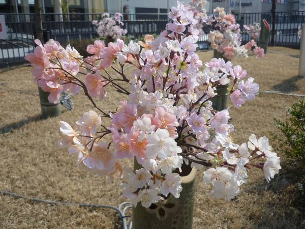 ららぽーと立川立飛 SAKURA JAM2019