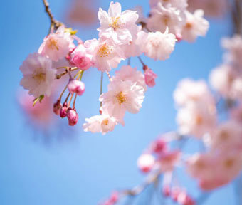 立川の桜 2019 見所の今をご紹介