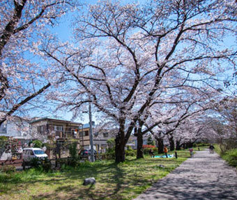 根川緑道の桜！ 頭上注意の続報！