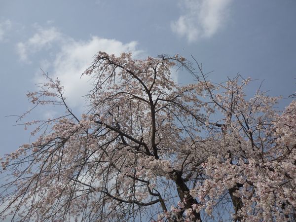 立川の桜 昭和記念公園