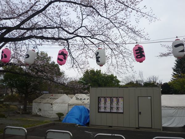 第36回ふっさ桜まつりは3月30日～4月7日