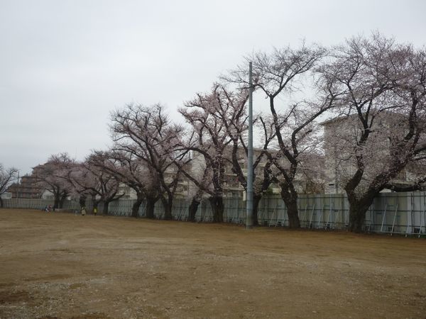 立川市 旧けやき台小学校の桜