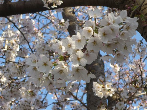 立川の桜 若葉町