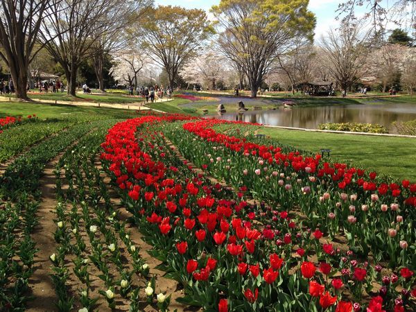 立川の桜 国営昭和記念公園(4月5日)