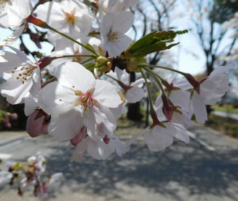 立川の桜・中央南北道路沿い