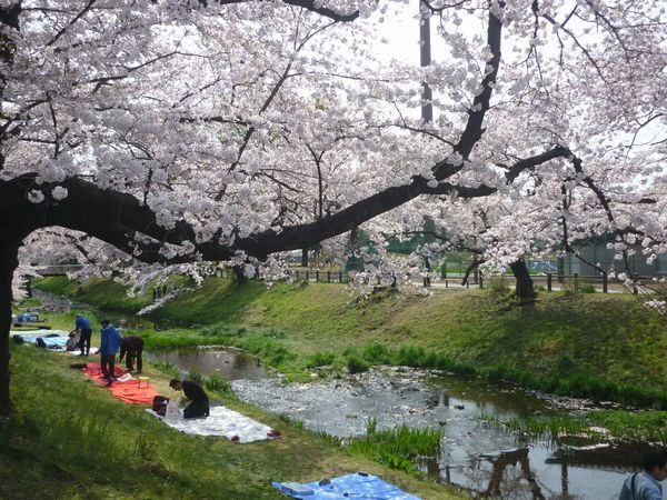 根川と多摩川の自然観察