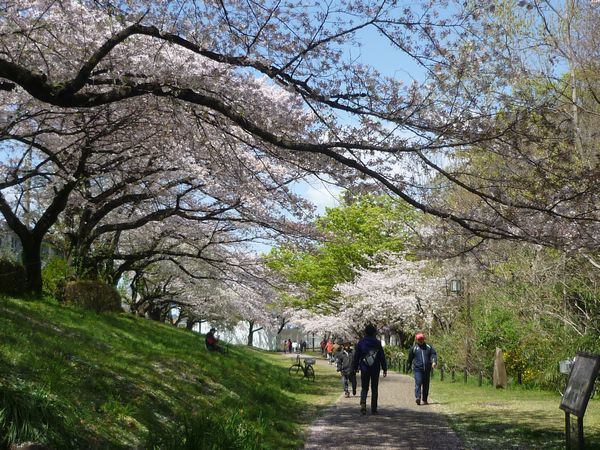 立川市 根川の桜もそろそろ見納め？