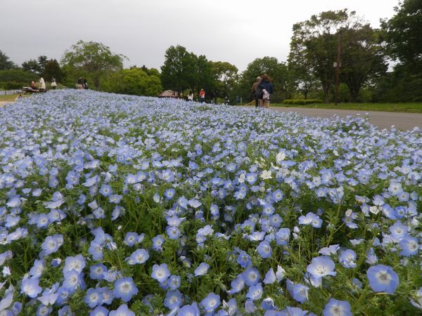 国営昭和記念公園「ネモフィラ」見頃です。