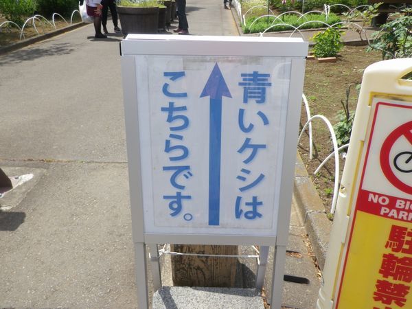 東京都薬用植物園　青いケシ