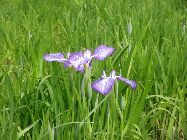 「東村山菖蒲まつり」は今日から