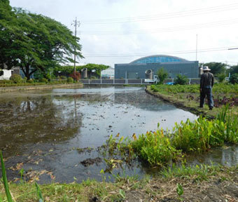 立川唯一の田んぼにて、令和元年・初の田植え！