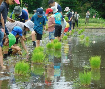 立川唯一の田んぼで、令和初の田植えが行われました！