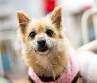 保護犬カフェ 立川店