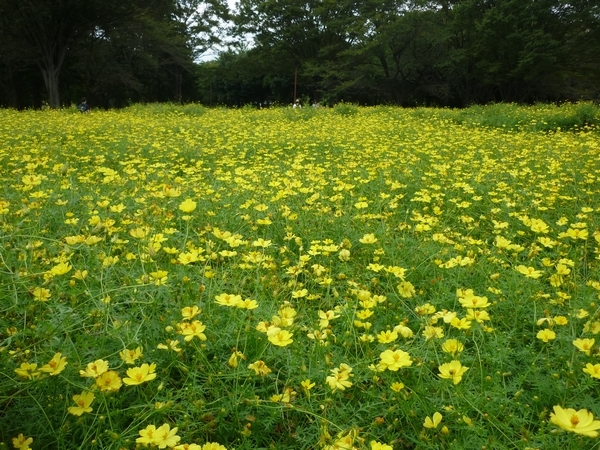 昭和記念公園 コスモスの様子9月24日