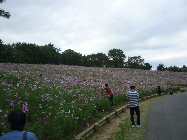 国営昭和記念公園「コスモスまつり」見頃です