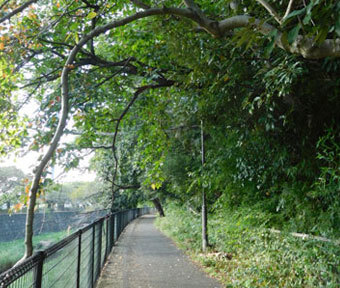 普濟寺近くの残堀川沿いに、とても礼儀正しい樹