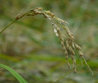 立川唯一の田んぼの稲刈りは、明日10月20日に行われます！