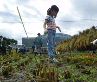 立川唯一の田んぼで、令和初の稲刈り♪