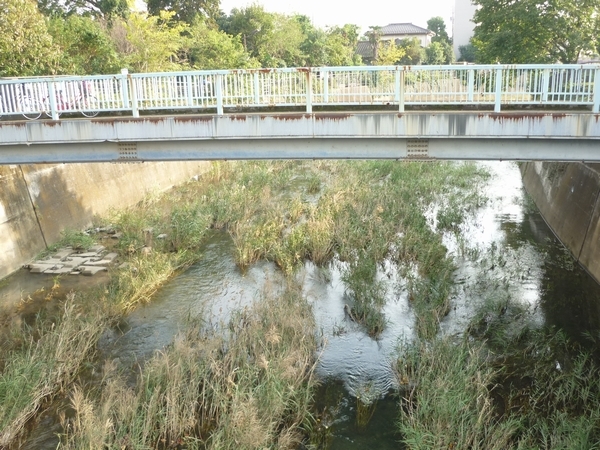 残堀川遊歩道「すずかけ橋」