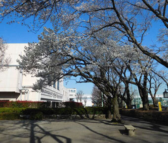 立川の公園・泉町野球場南の広場