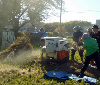 立川産の新米ができるまで！ 立川米・脱穀完了！