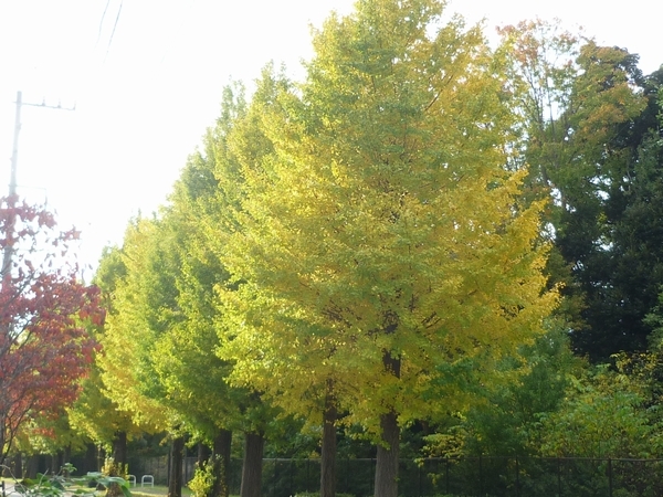 昭島市 エコパーク付近のイチョウ並木