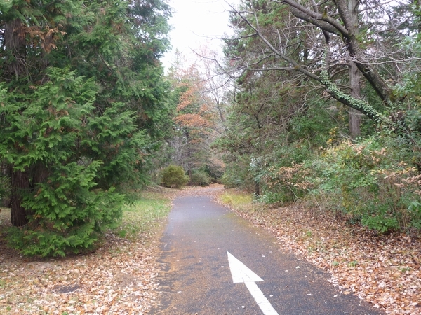 昭和記念公園 イノシシに注意