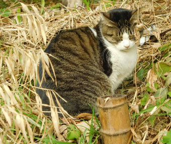 続・立川の珍百景♪ 「息もぴったり、監督も納得」