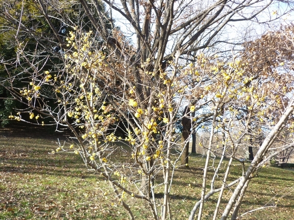 国営昭和記念公園 ソシンロウバイが見頃