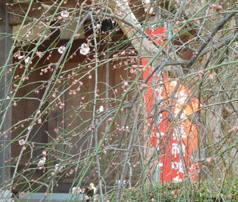 五日市街道「砂川三番」交差点近く、砂川の古社寺に咲くウメ”