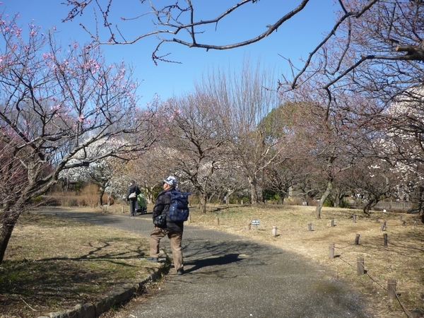 国営昭和記念公園 梅が咲き始めました