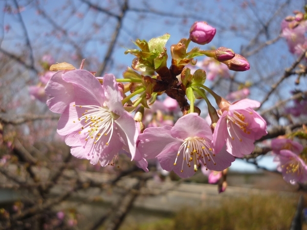立川市 河津桜が咲き始めました