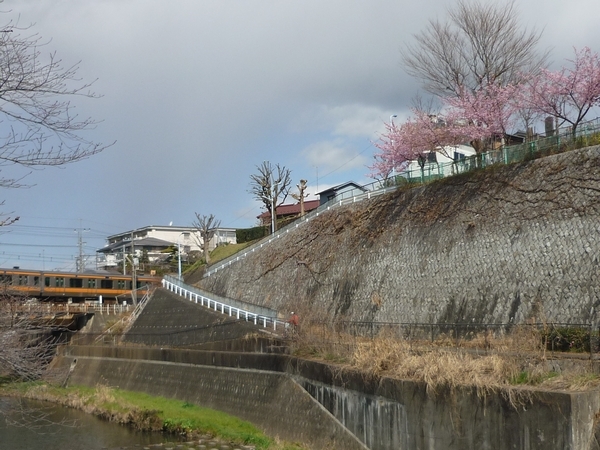 立川市 普済寺の河津桜が満開