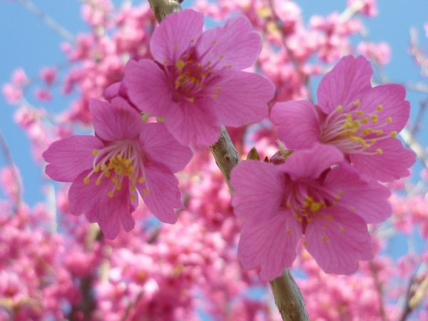 福生市役所の桜