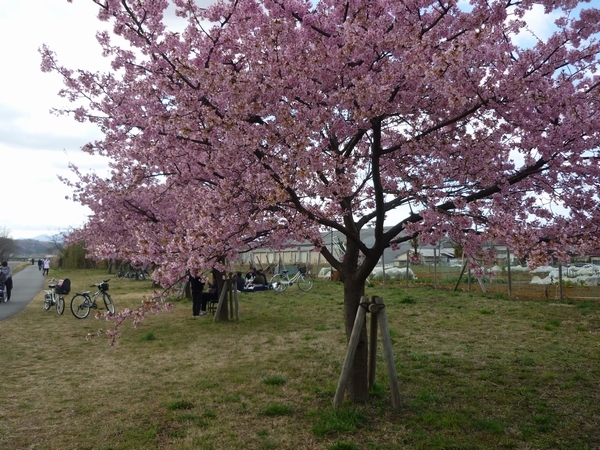 昭島市 くじら公園あたりの河津桜が満開