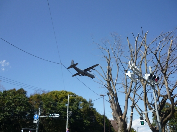 昭島市 エコパークの桜