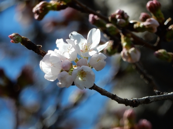 桜、咲いています