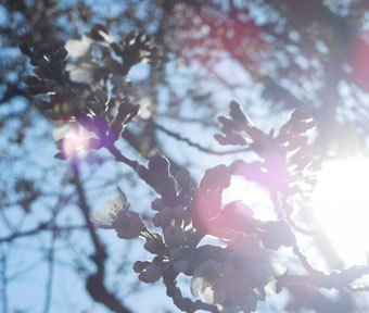 2020年・高松町「高砂公園」の桜