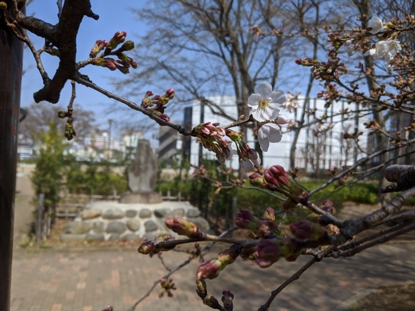 諏訪公園の桜