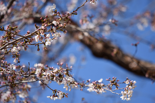 桜開花情報　諏訪神社と諏訪公園